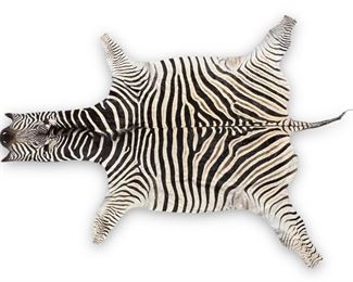 Taxidermy Zebra Rug