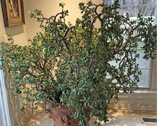 Large Crassula Ovata Jade Living Plant 