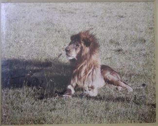 c. 1960's Silver Halide print; Lion photo were taken while on Safari in Africa in the early 1960's.  Overall 22” by 27”, image size 19” by 24”.