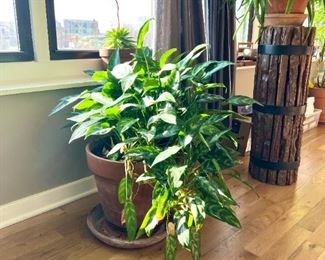 HUGE and Healthy Chinese Evergreen Live Plant