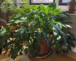 Another view of the HUGE and Healthy Chinese Evergreen Live Plant