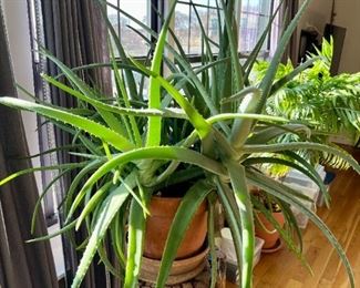 MASSIVE old Aloe Vera Live Plant