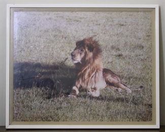 Large Old 1960's  Silver Hallide Photographic Print of a Lion