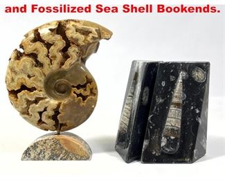 Lot 39 2pcs Mounted Ammonite and Fossilized Sea Shell Bookends. 