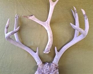 Deer Antlers
