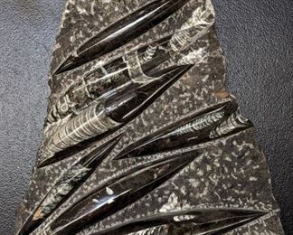 Orthoceras Fossil Mollusk Stone