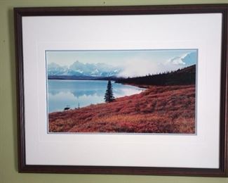 Thomas Mangelsen signed & numbered photo/print, framed.