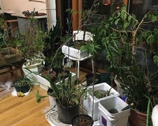 Sturdy special species Plants hand grown by Dr Han.