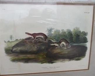 John James Audubon, "Quadrupeds of America", elephant folio, number 13, by J.T. Bowen