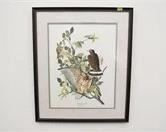 Lot #24 Framed Hawk Print