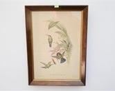 Lot 35 Framed Hummingbird Art work