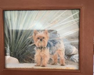Yorkie Photo
