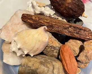 Shell and rock collection 