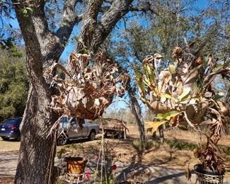 2 stag horns  (they will survive)