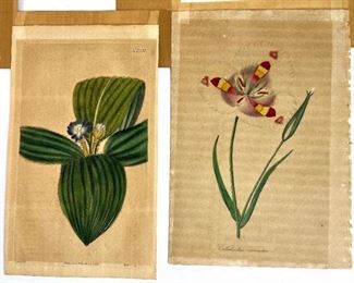 Two Antique Botanical Color Engravings: Tradescantia Plate N2330 from Curtis's Botanical Magazine 1822/Calochortus venustus from Paxon's Mag. of Botany 1834
