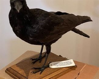 Taxidermy Crow. Photo 1 of 2. 