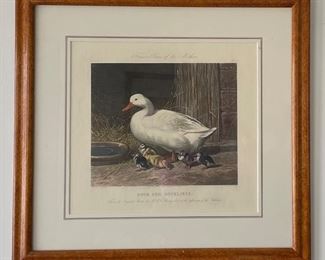 Antique Hand-Colored Duck & Ducklings Etching. Measures 15" x 13.5". 