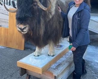 Musk Ox Taxidermy
