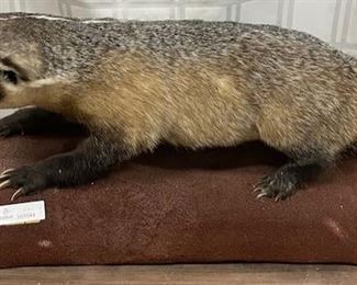 Badger Taxidermy
