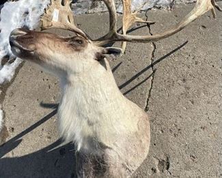 Reindeer Caribou Taxidermy
