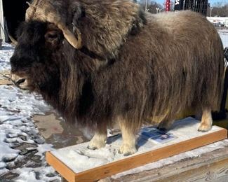 Musk Ox