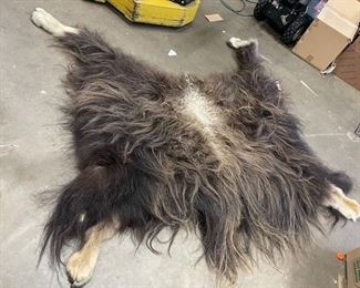 Musk Ox Rug / Pelt / Hide
