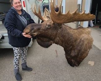 Alaska Moose Taxidermy Mount