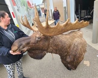 Alaska Moose Taxidermy Mount