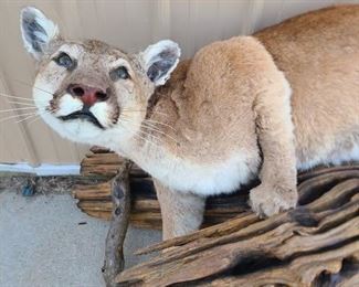 Cougar Taxidermy
