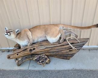 Cougar Taxidermy