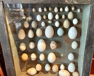 Antique egg display in shadow box