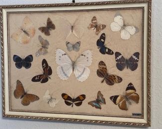 vintage butterfly taxidermy - size roughly 12 x 16