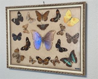 vintage butterfly taxidermy - size roughly 12 x 16