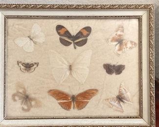 vintage butterfly taxidermy - size about 8 x 10