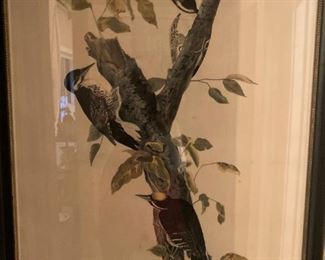 Three-toed Woodpecker