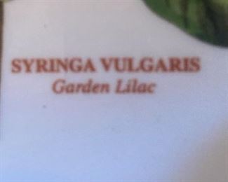 "Garden Lilac"