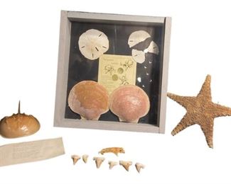 Starfish, Sand Dollar, Shark Teeth Crucifix Fish Collection
