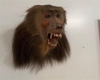 Incredible and rare Baboon taxidermy…  we cannot provide providence but this fella supposedly belonged for a fair amount of time to the locally famous Kenny Boone. Well, he needs a new home! It could be yours… more pics later