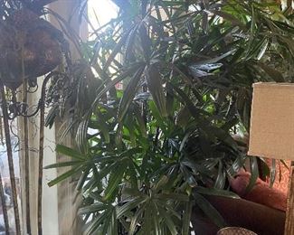 Rhafis palm (2) 9ft tall $450 each