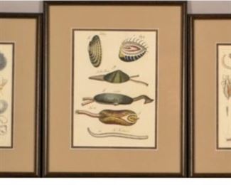 Three 19th Century Prints Of Crustacians