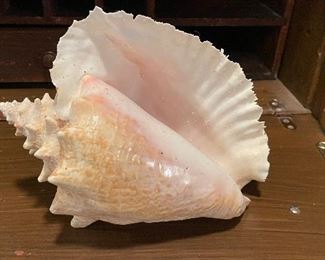 Conch Shell.