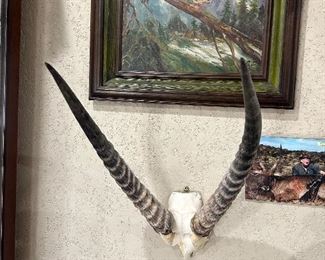 bleesbok June 2000 Namibia