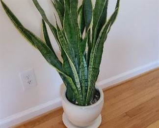 Mother-in-law’s tongue houseplant
