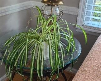 Glasstop side table, ship’s lantern lamp, spider plant