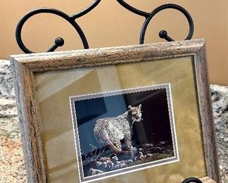 Mountain Lion Print by Ron Ukrainetz