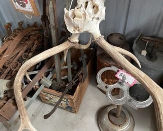 Antlers and skulls