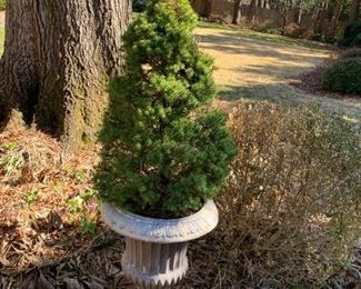 #67	Resin urn Pot w/Christmas PIne inside - 55" Tall	 $100.00 
