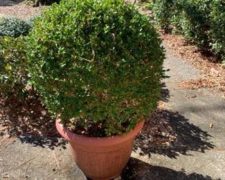 #70	Plastic Pot w/Boxwood Inside - 42" Tall	 $100.00 
