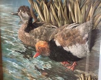 RED-CRUSTED POCHARD DUCKS GOUACHE ON GREEN ON GRAY PAPER SIGNED BASIL EDE