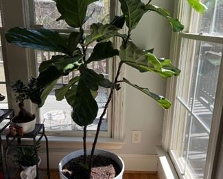 A nice collection of indoor plants and planters